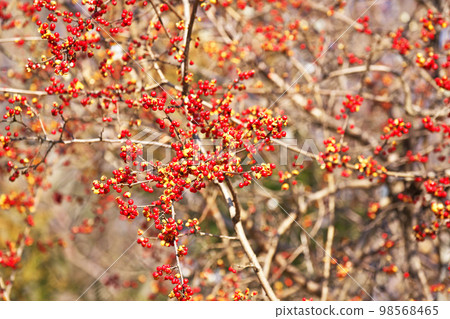 紅刺漿果(冬季,一月) 紅刺漿果(冬季,一月) 98568465