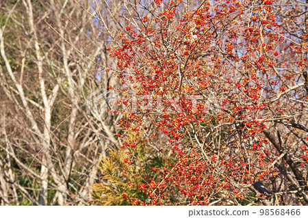 紅刺漿果(冬季,一月) 紅刺漿果(冬季,一月) 98568466
