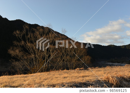 早晨陽光下的死樹 早晨陽光下的死樹 98569125