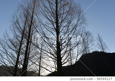 dead tree dead tree 98569127