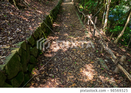 Forest path covered with fallen leaves 98569325