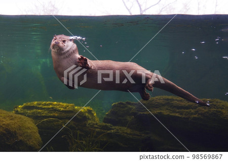 Eurasia otter 98569867