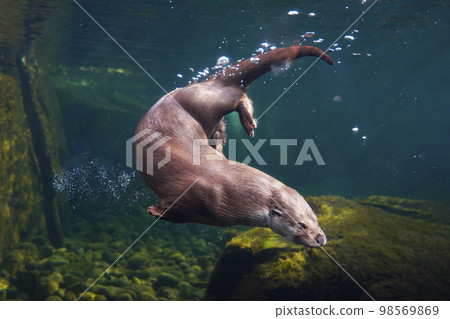 Eurasia otter 98569869