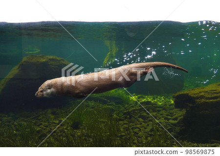 Eurasia otter 98569875