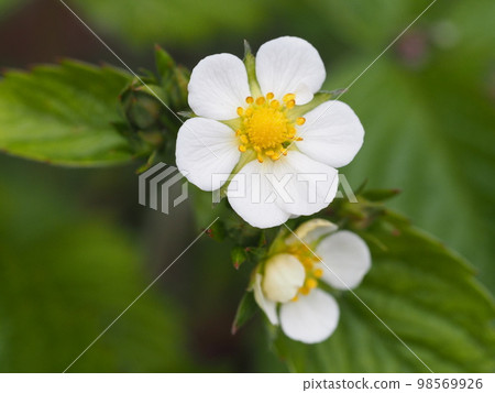 香草野草莓花① 98569926