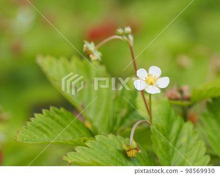 香草野草莓花④ 98569930