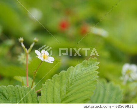 香草野草莓花⑤ 香草野草莓花⑤ 98569931