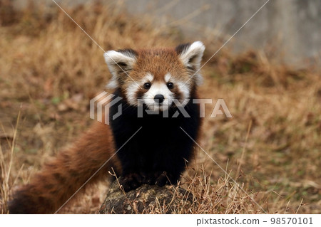 Red panda cub looking at camera 98570101