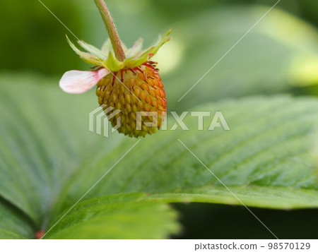 野草莓果實 98570129