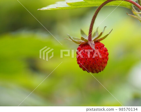 野草莓紅果④ 98570134