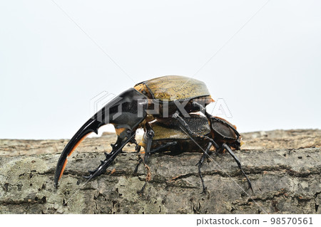 赫拉克勒斯巨型猴子 赫拉克勒斯巨型猴子 98570561