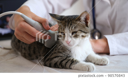 Cat undergoes an ultrasound in vet office. Cat undergoes an ultrasound in vet office. 98570843
