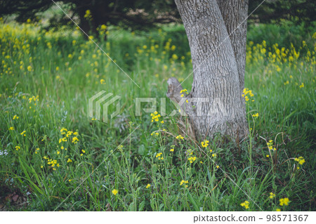 A field of rapeseed flowers along the riverbed of the Chikugo River in Kurume City, Fukuoka Prefecture, Kyushu Region A field of rapeseed flowers along the riverbed of the Chikugo River in Kurume City, Fukuoka Prefecture, Kyushu Region 98571367