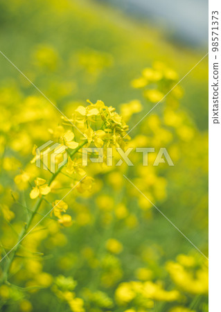 A field of rapeseed flowers along the riverbed of the Chikugo River in Kurume City, Fukuoka Prefecture, Kyushu Region A field of rapeseed flowers along the riverbed of the Chikugo River in Kurume City, Fukuoka Prefecture, Kyushu Region 98571373