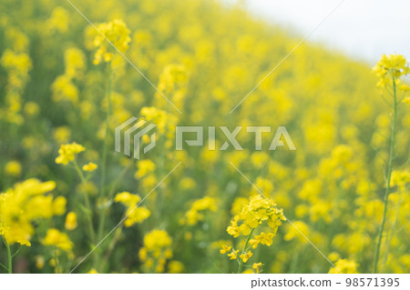 A field of rapeseed flowers along the riverbed of the Chikugo River in Kurume City, Fukuoka Prefecture, Kyushu Region A field of rapeseed flowers along the riverbed of the Chikugo River in Kurume City, Fukuoka Prefecture, Kyushu Region 98571395