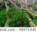 Japanese moss in North Yatsugatake (around Shirakoma Pond) 98571446