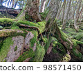 Northern Yatsugatake (around Shirakoma Pond) Yoshina gumchigoke 98571450