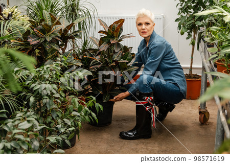 Woman gardener busy in greenhouse or flower shop. Plant care hobby. Woman gardener busy in greenhouse or flower shop. Plant care hobby. 98571619