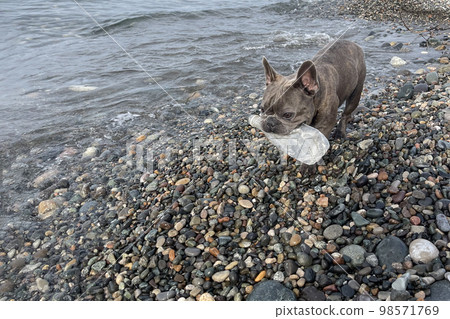 Earth day concept with funny domestic dog pet French Bulldog 98571769