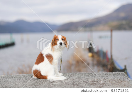 Kooikerhondje sitting against the backdrop of the winter lakeside 98571861