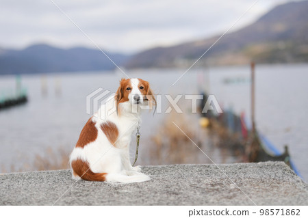 Kooikerhondje sitting against the backdrop of the winter lakeside 98571862