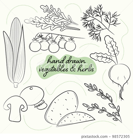 a set of hand drawn vegetables and herbs a set of hand drawn vegetables and herbs 98572305