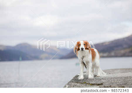 Kooikerhondje with a winter lakeside background 98572343
