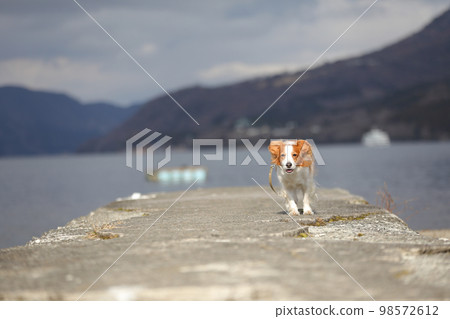 Kooikerhondje running towards us on the wharf with the winter lake in the background Kooikerhondje running towards us on the wharf with the winter lake in the background 98572612