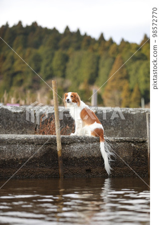 Kooikerhondje sitting on the wharf with its tail hanging out of the water 98572770