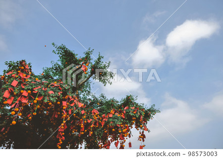 23 Jan 2023 the Lam Tsuen wishing trees, Tai Po, HK 98573003