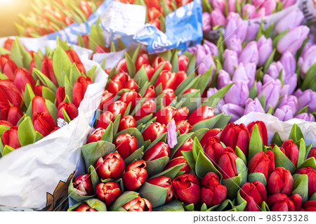 Many multicolored fresh tulips bouquets background. Dutch flower market stall or store. Wholesale warehouse and retail flower shop. Florist design service. Woman or Valentine's day gift present Many multicolored fresh tulips bouquets background. Dutch flower market stall or store. Wholesale warehouse and retail flower shop. Florist design service. Woman or Valentine's day gift present 98573328