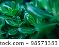 濃密的綠葉 98573383