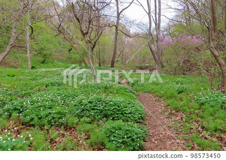 Chichibu Muse Park, Saitama Prefecture 98573450