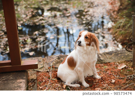 Kooikerhondje sitting with a lotus pond in the background Kooikerhondje sitting with a lotus pond in the background 98573474