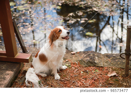 Kooikerhondje sitting with a lotus pond in the background 98573477