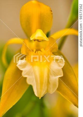 蘭花喜歡衣服 98573562