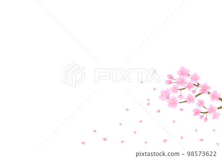 Cherry blossoms and falling petals 98573622
