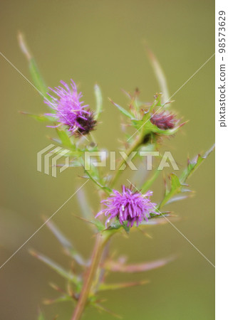 Nohera misami Nagano prefecture Kirigamine plateau 98573629