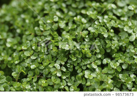 Babys tears 98573673