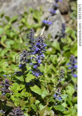 Bugle Multicolor 98573675