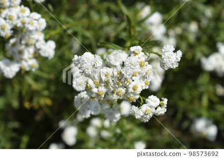 Sneezewort yarrow 98573692