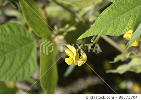Black gram Black gram 98573704