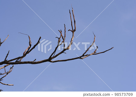 Tree of heaven 98573709
