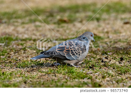 Turtledove  98573740