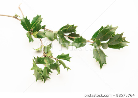 Holly leaf 98573764