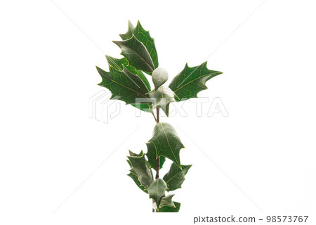 Holly leaf 98573767