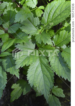 Grand astilbe 98573836