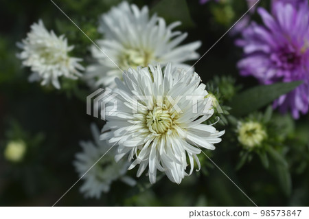 New York aster Victoria Diana 98573847