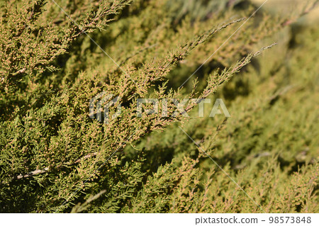 Pfitzer Juniper 98573848