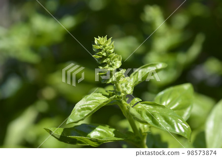 Common basil Common basil 98573874